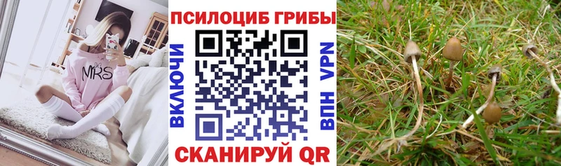 купить наркотик  Болохово  omg ССЫЛКА  Псилоцибиновые грибы мухоморы 